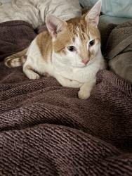 Lost Male Cat last seen Golden and Pierce by SDA school, Riverside, CA 92505