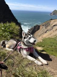 Lost Female Dog last seen Fred Meyer, Bend, OR 97702