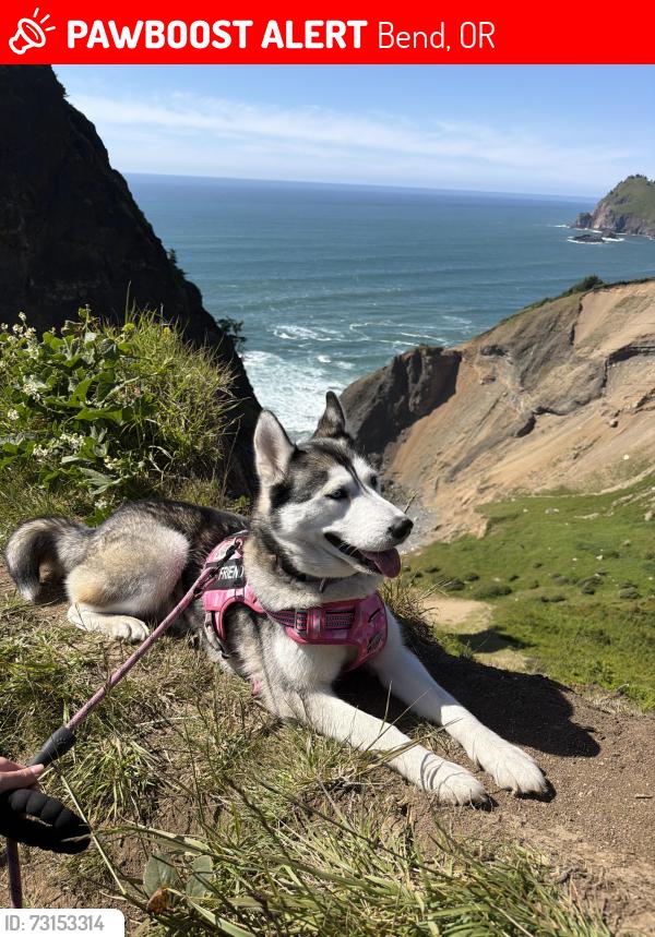 Lost Female Dog last seen Fred Meyer, Bend, OR 97702
