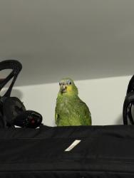 Found/Stray Unknown Bird last seen Anderson and Jersey Ave, Cliffside Park, NJ 07010