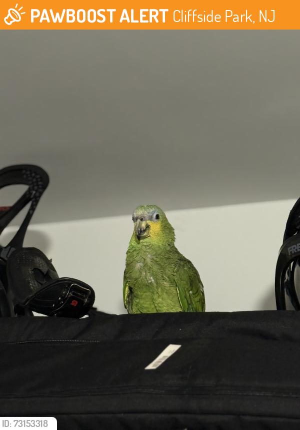 Found/Stray Unknown Bird last seen Anderson and Jersey Ave, Cliffside Park, NJ 07010