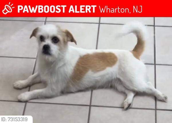 Lost Female Dog last seen Hance st, Wharton, NJ 07885