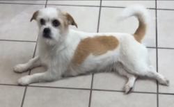 Lost Female Dog last seen Hance st, Wharton, NJ 07885