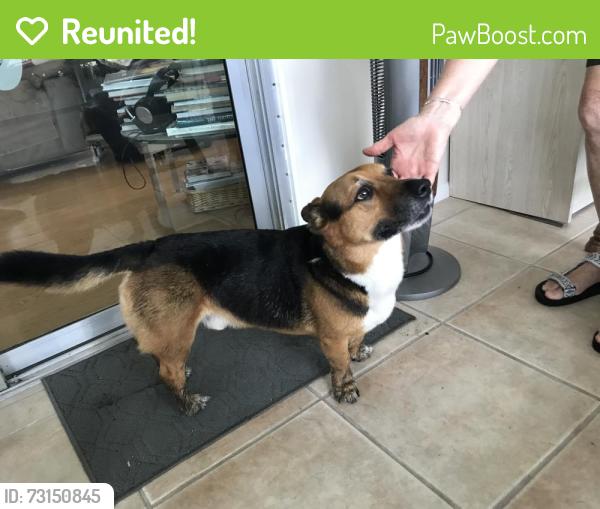 Reunited Male Dog last seen Aloha way 815. Lady Lake, Lady Lake, FL 32159