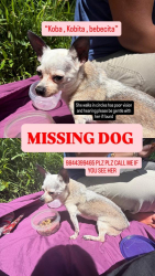Lost Female Dog last seen corner of Parker st & Arnette Ave, Durham, NC 27722