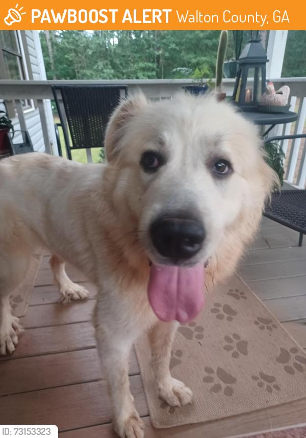 Found/Stray Female Dog last seen Jack Glass Rd., Monroe,GA 30656, Walton County, GA 30656