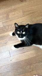 Lost Female Cat last seen El dorado trail, Mountain Ranch, CA 95246