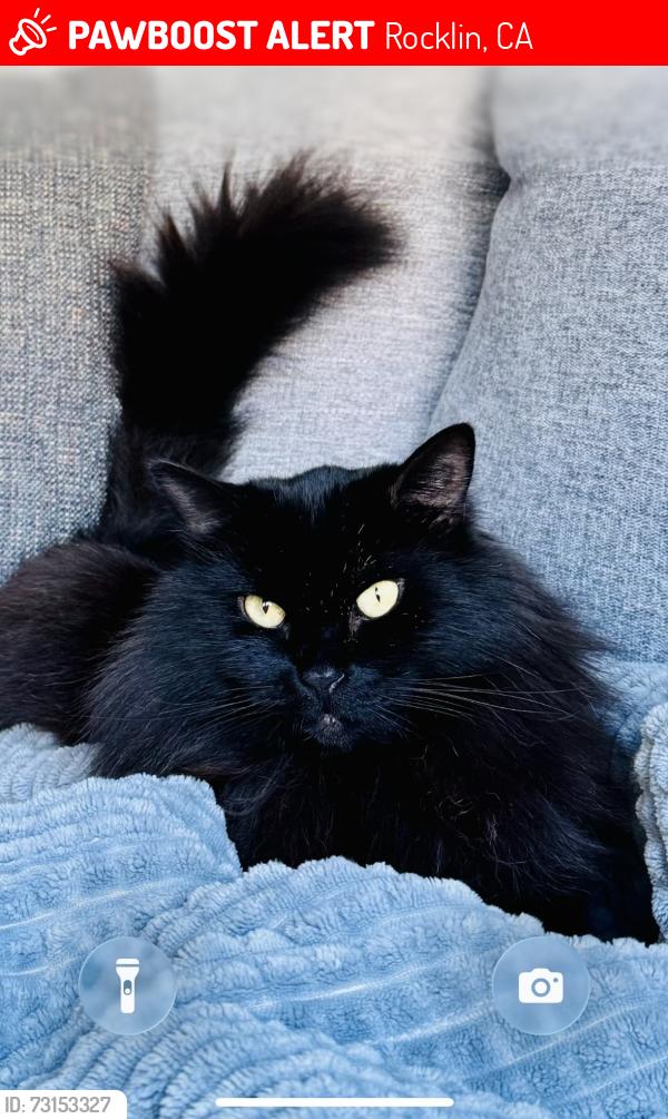 Lost Male Cat last seen Hillcrest Subdivision behind Rocklin High School, Rocklin, CA 95765