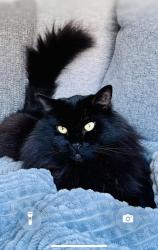 Lost Male Cat last seen Hillcrest Subdivision behind Rocklin High School, Rocklin, CA 95765