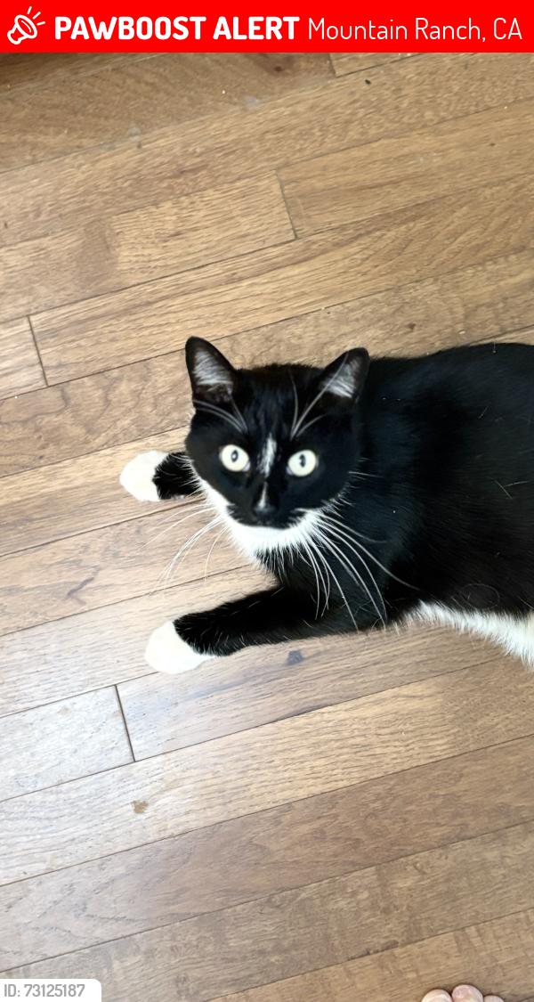 Lost Female Cat last seen El dorado trail, Mountain Ranch, CA 95246