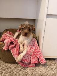 Found/Stray Female Dog last seen Davis, Dallas, TX 75208