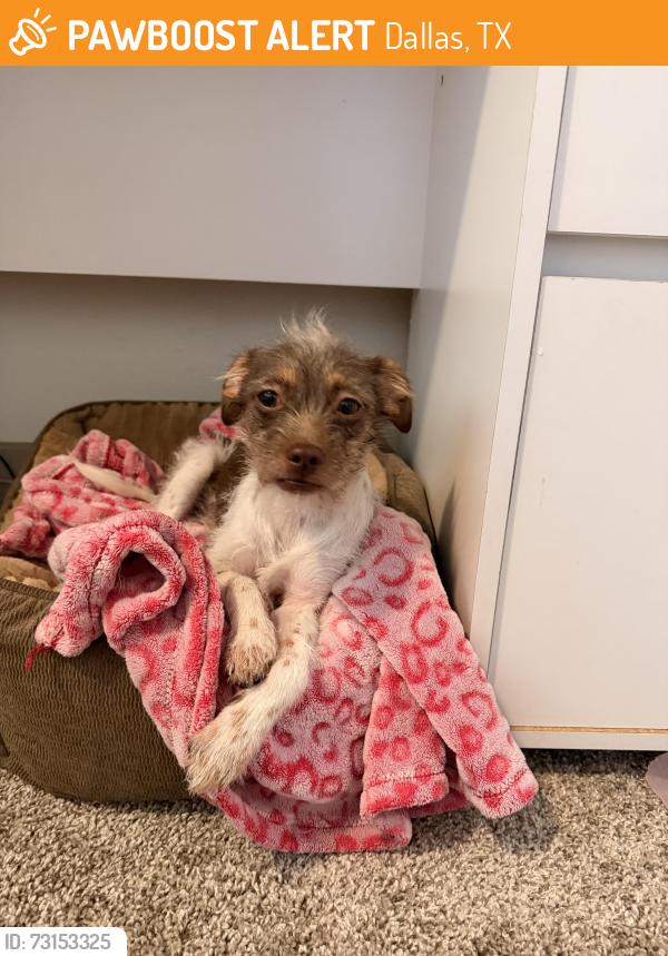 Found/Stray Female Dog last seen Davis, Dallas, TX 75208