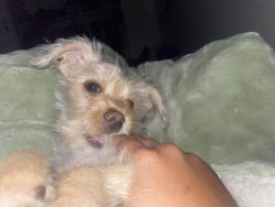 Lost Male Dog last seen Bannerhospita, Glendale, AZ 85304