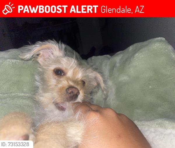 Lost Male Dog last seen Bannerhospita, Glendale, AZ 85304