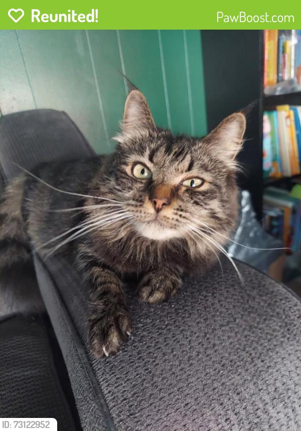 Reunited Male Cat last seen Near S 175 E, Washington Terrace, UT 84405
