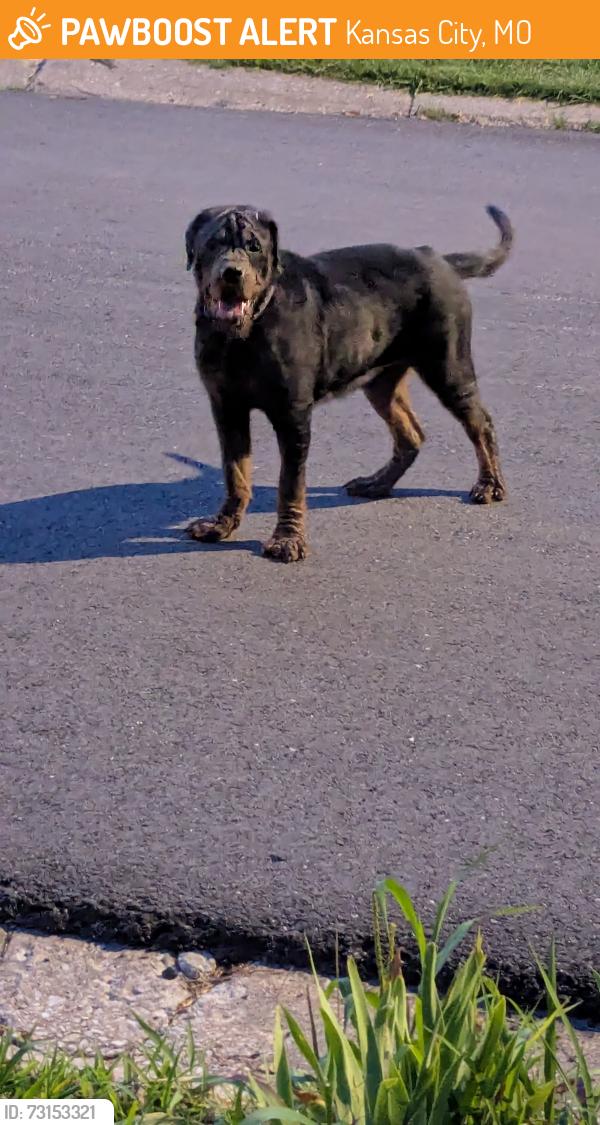 Found/Stray Unknown Dog last seen North of Longview road, Kansas City, MO 64134