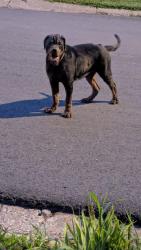 Found/Stray Unknown Dog last seen North of Longview road, Kansas City, MO 64134