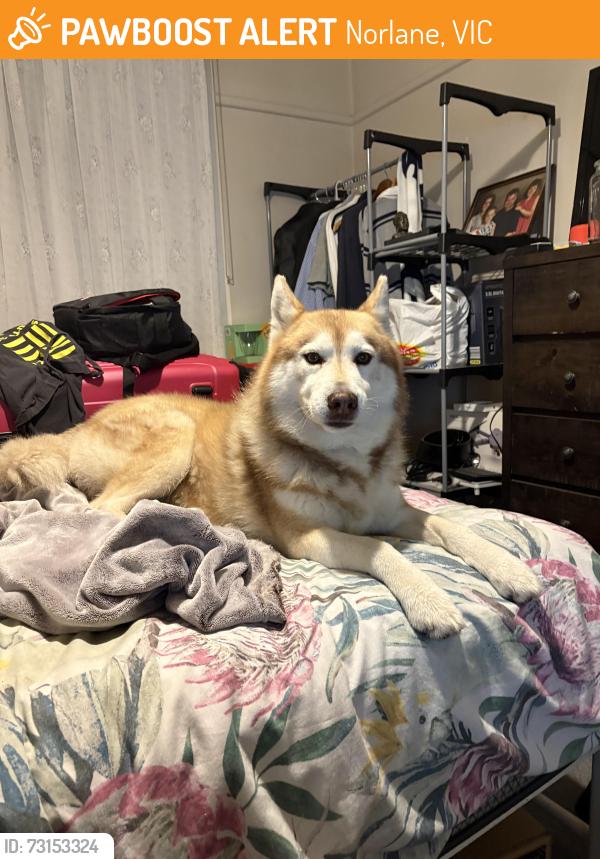 Found/Stray Male Dog last seen Opposite Ford Carpark on North Shore Rd, Norlane, VIC 3214