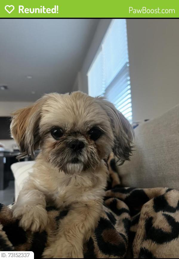 Reunited Female Dog last seen Perryville and Van Buren, Buckeye, AZ 85236