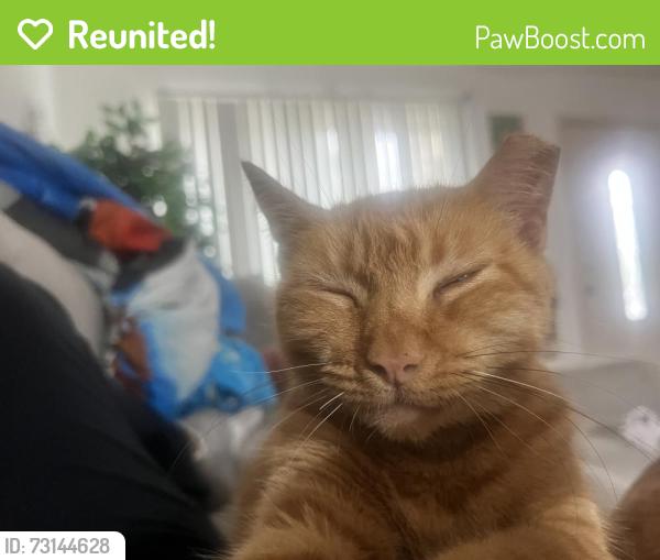 Reunited Female Cat last seen Sycamore grounds coffee, Pasadena, TX 77503