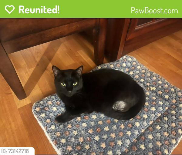 Reunited Female Cat last seen Cordoba Ave, Avoyer Pl, Sierra Madre Rd, Estrella Dr, Spring Valley, CA 91977