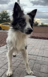 Found/Stray Unknown Dog last seen Isleta blvd sw, Albuquerque, NM 87105
