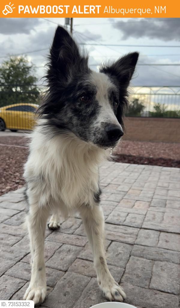 Found/Stray Unknown Dog last seen Isleta blvd sw, Albuquerque, NM 87105