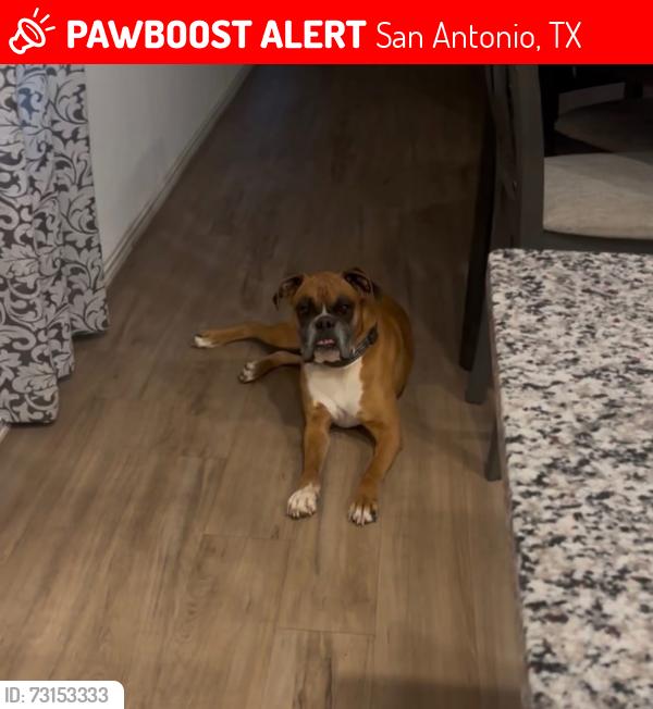 Lost Male Dog last seen Jack in the box, San Antonio, TX 78214