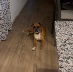 Lost Male Dog last seen Jack in the box, San Antonio, TX 78214