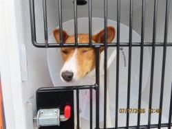 Shelter Stray Male Dog last seen VAL VISTA/BASELINE, 5501 E Van Buren St, Phoenix, AZ 85008, USA