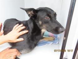Shelter Stray Male Dog last seen I-17/INDIAN SCHOOL, 5501 E Van Buren St, Phoenix, AZ 85008, USA
