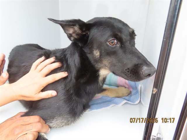 Shelter Stray Male Dog last seen I-17/INDIAN SCHOOL, 5501 E Van Buren St, Phoenix, AZ 85008, USA