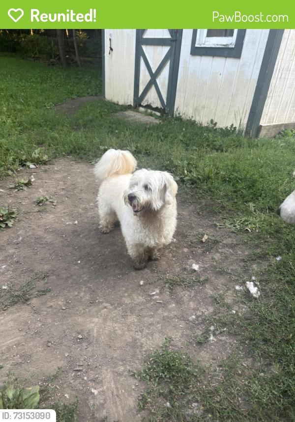 Reunited Female Dog last seen Big oaks Rd and algonquin, Gages Lake, IL 60030