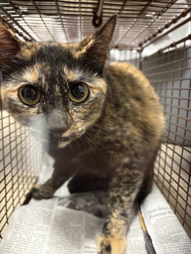 Shelter Stray Female Cat last seen , West Valley Animal Shelter, 20655 Plummer St, Chatsworth, CA 91311, USA
