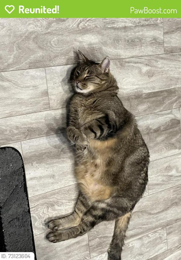 Reunited Male Cat last seen Near Campbell Rd NW, Albuquerque, NM 87104