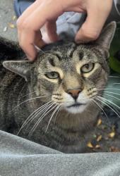 Lost Male Cat last seen Near mayfield ln., Huntley, IL 60142