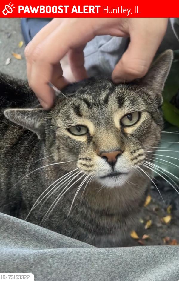 Lost Male Cat last seen Near mayfield ln., Huntley, IL 60142