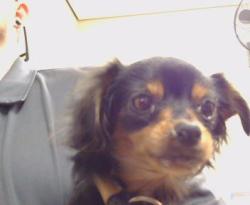 Shelter Stray Female Dog last seen SUNRISE BLVD/ OAK AVE, 95610, 3839 Bradshaw Rd, Sacramento, CA 95827, USA