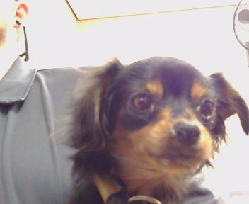 Shelter Stray Female Dog last seen SUNRISE BLVD/ OAK AVE, 95610, 3839 Bradshaw Rd, Sacramento, CA 95827, USA