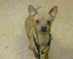 Shelter Stray Male Dog last seen SUNRISE BLVD/ OAK AVE, 95610, 3839 Bradshaw Rd, Sacramento, CA 95827, USA