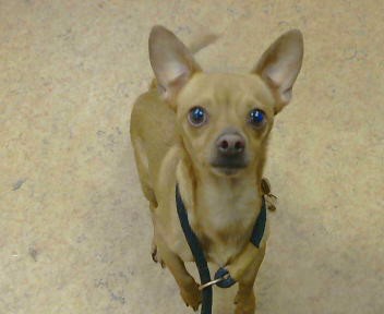 Shelter Stray Male Dog last seen SUNRISE BLVD/ OAK AVE, 95610, 3839 Bradshaw Rd, Sacramento, CA 95827, USA