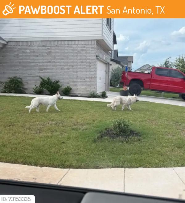 Found/Stray Unknown Dog last seen Preserve at Culebra, San Antonio, TX 78253
