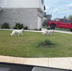 Found/Stray Unknown Dog last seen Preserve at Culebra, San Antonio, TX 78253