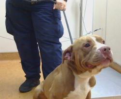 Shelter Stray Male Dog last seen SUNRISE BLVD/ OAK AVE, 95610, 3839 Bradshaw Rd, Sacramento, CA 95827, USA