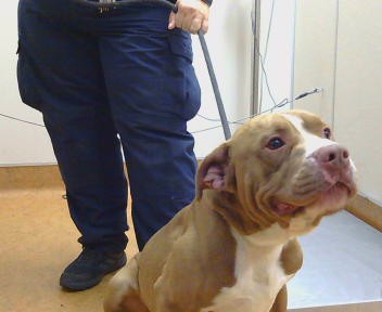 Shelter Stray Male Dog last seen SUNRISE BLVD/ OAK AVE, 95610, 3839 Bradshaw Rd, Sacramento, CA 95827, USA