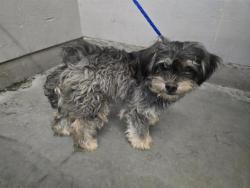 Shelter Stray Male Dog last seen , 600 Aviation Dr, Camarillo, CA 93010, USA
