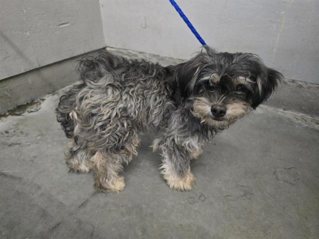 Shelter Stray Male Dog last seen , 600 Aviation Dr, Camarillo, CA 93010, USA
