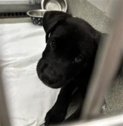Shelter Stray Male Dog last seen Near BLOCK TIMBER MESA ST, LAS VEGAS NV 89139, 655 N Mojave Rd, Las Vegas, NV 89101, USA