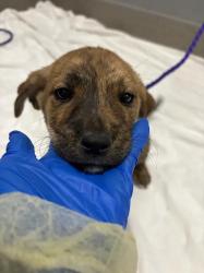 Shelter Stray Female Dog last seen Near BLOCK TIMBER MESA ST, LAS VEGAS NV 89139, 655 N Mojave Rd, Las Vegas, NV 89101, USA