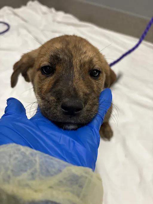 Shelter Stray Female Dog last seen Near BLOCK TIMBER MESA ST, LAS VEGAS NV 89139, 655 N Mojave Rd, Las Vegas, NV 89101, USA